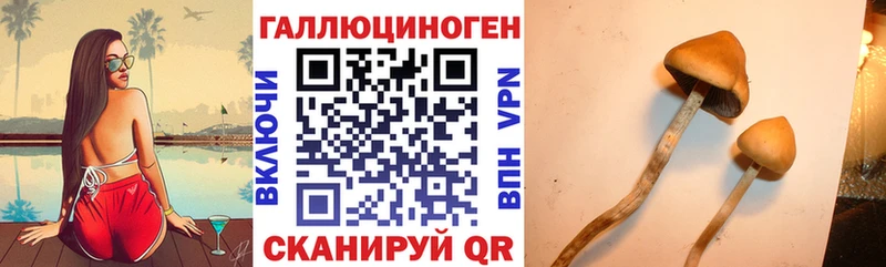 Галлюциногенные грибы Psilocybine cubensis Новосокольники